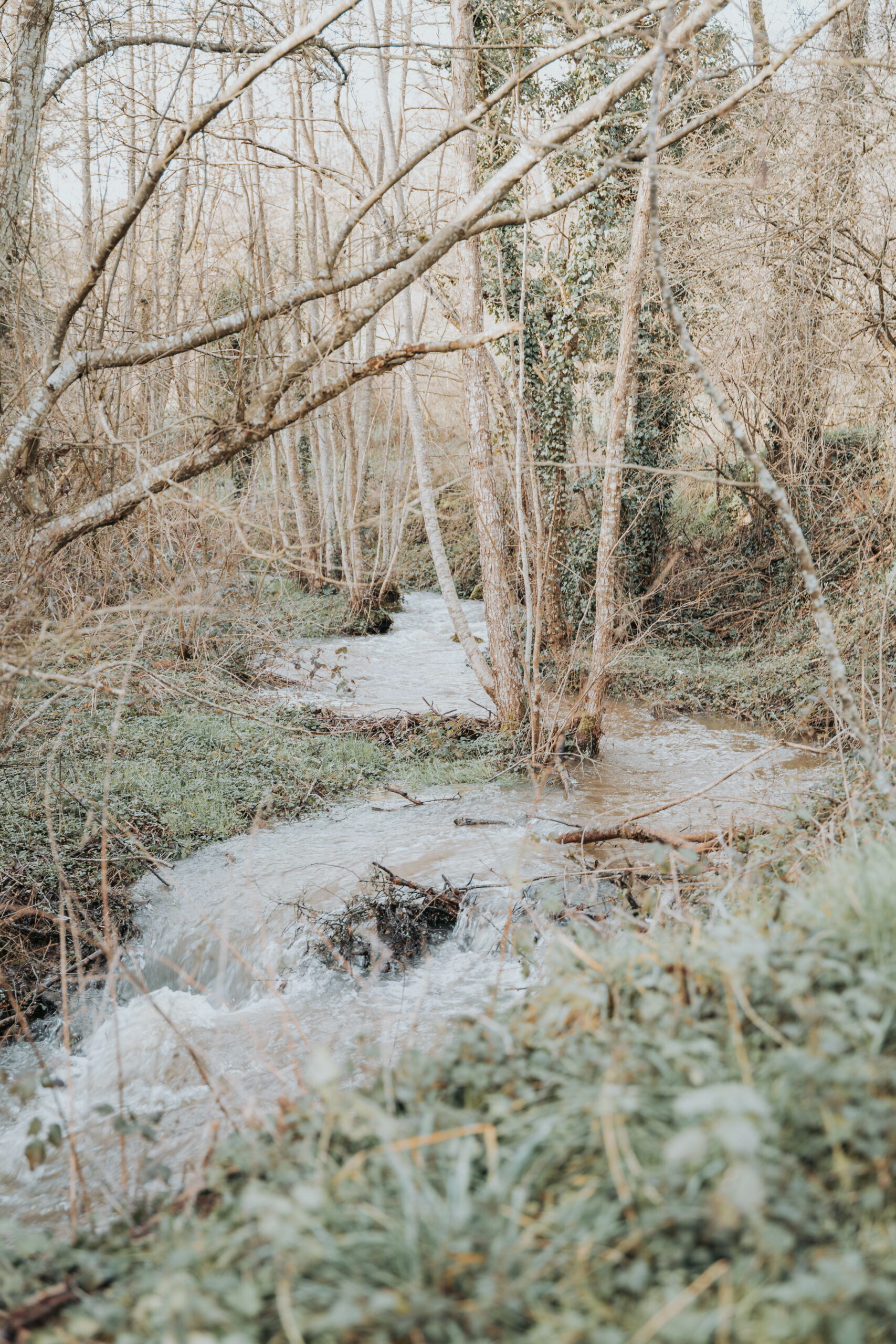 Ruisseau dans les arbres
